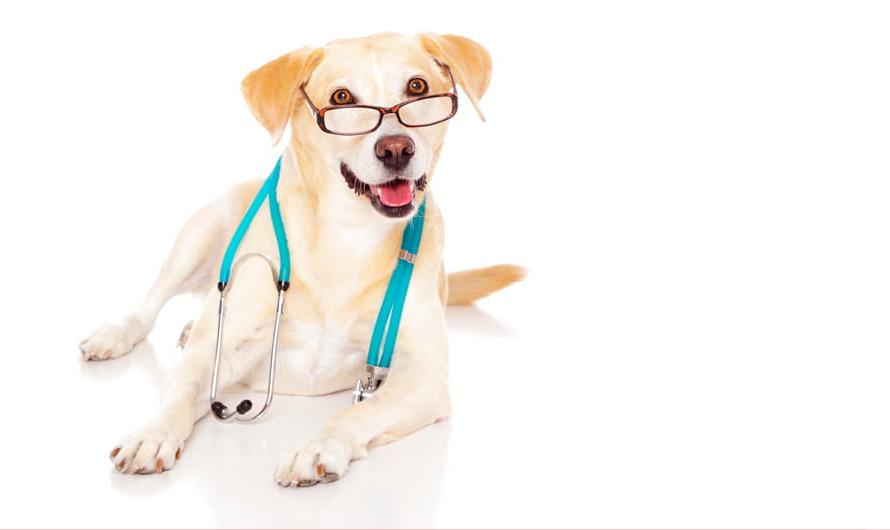 一只快乐的黄色拉布拉多狗戴着老花镜和听诊器.