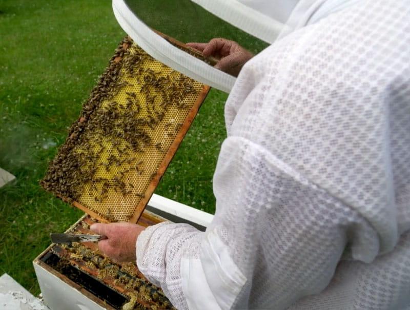 养蜂人Jimmy Lunsford在爱荷华养蜂场处理蜂箱, 北美最大的部落养蜂场. (图片来源:Mark Birnbaum Productions/美国心脏协会)